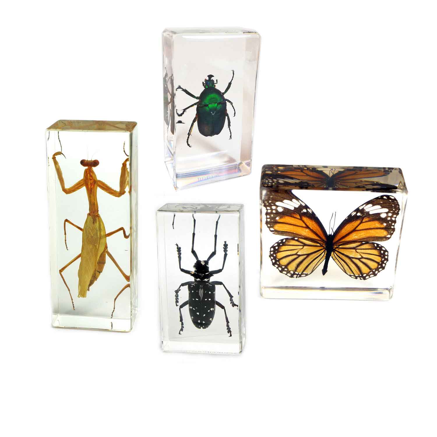 Insect Specimen Set