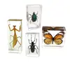 Insect Specimen Set