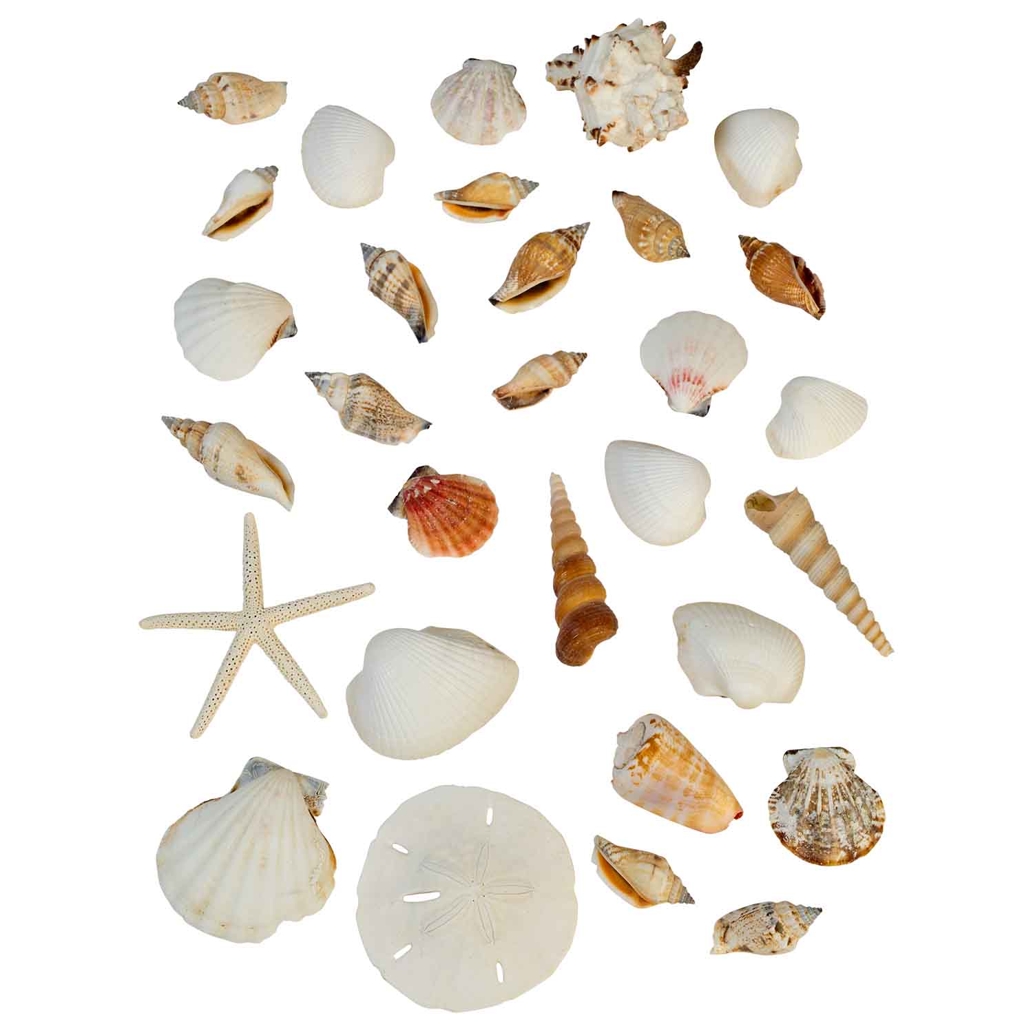Seashells, image size:1500x1500