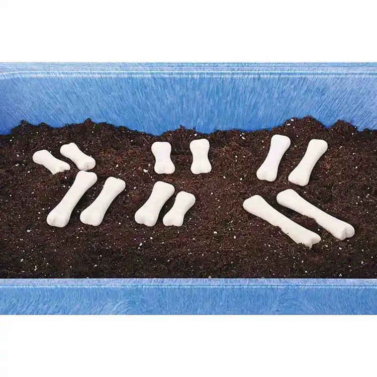 Dinosaur Bones Discovery Set