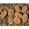 Dinosaur Footprints