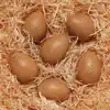 Sensory Sound Eggs