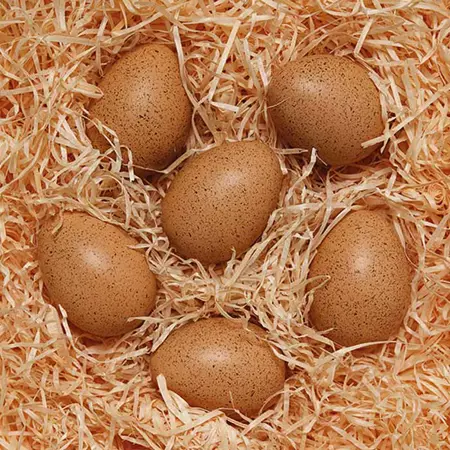 Sensory Sound Eggs