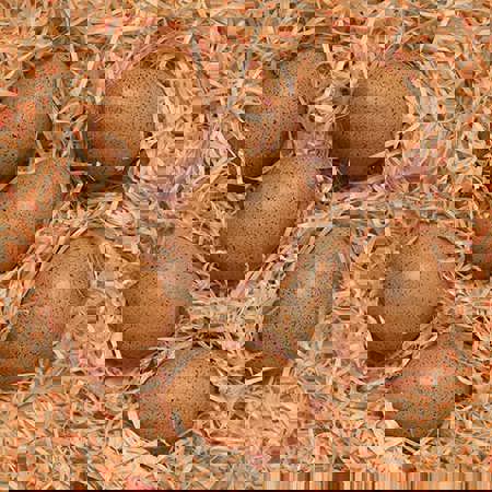 Sensory Sound Eggs