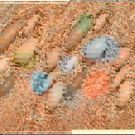 Size-Sorting Eggs