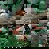 Small World, Woodland Animals