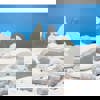 Small World, Polar Animals