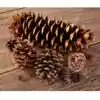 Pinecones & Seedpods