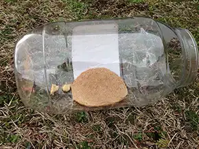 How to Study Insects Science Activity