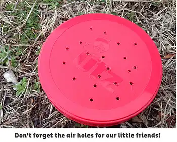 Large red Insect jar lid with holes so the bugs can breathe