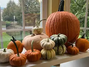 Pumpkins, Patterns & Possibilities Activity