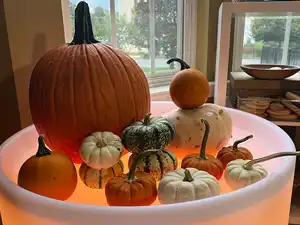 Pumpkins being sorted by size