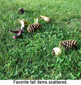 Pinecones and leaves on grass