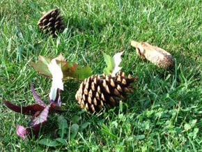Pinecones, acorns, seed pods and leaves on grass