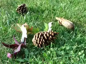 Give & Take with Nature Science Activity