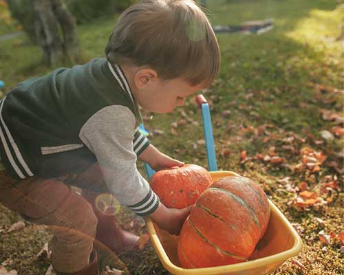 Toddler boy lifting orange pumpkin