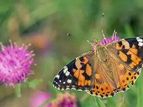 Springtime Symmetry Activity