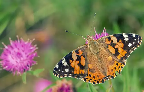 Springtime Symmetry Math Activity
